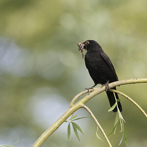 amsel 05