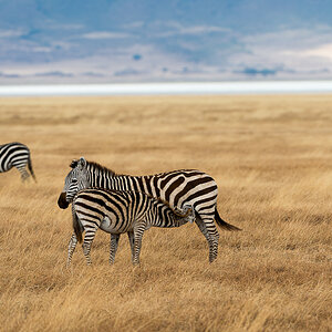 tanzania ngoro nff 003