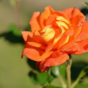 DSC 5629 Rose orange