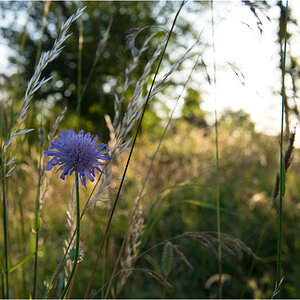 abendsonne mit blümchen