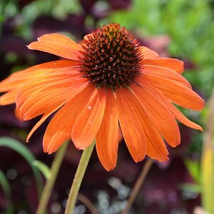 Sommerblüte