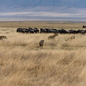 tanzania ngoro nff 011