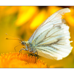 Zerzauster Kohlweißling (Piers brassicae) #1

Nikon D800, AF-S Micro-Nikkor f/2.8/ 105 mm, Nikon Speedlighte SB-910, Blende 1:8 bei 1/250 Sekunde.