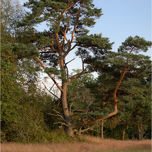 baum in der abendsonne