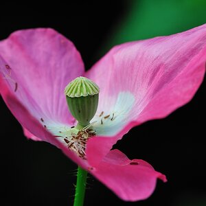 comp Mohn 4235