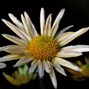 comp chrysantheme 3224