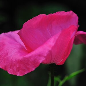 comp Mohn 4218