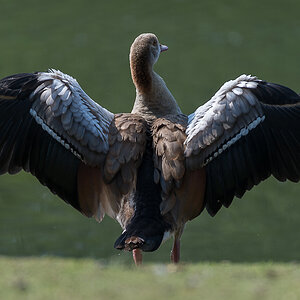 20120726 ente nff
