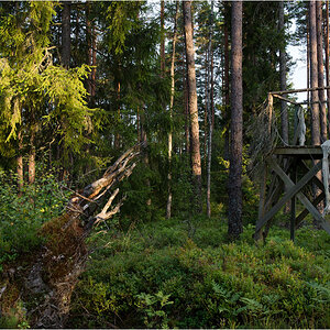 unser wald am abend