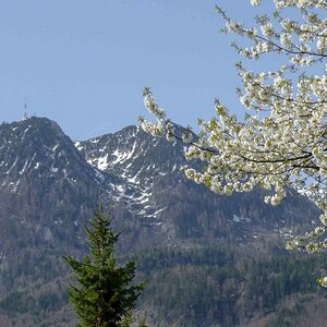 Frühling in Ischl