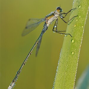 DSC 4461