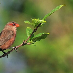Wellenastrild (Common Waxbill)
Sette Cama Lodge, Loango Nationalpark
7236