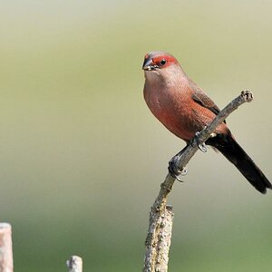Wellenastrild (Common Waxbill)
Sette Cama, Loango Nationalpark
7290