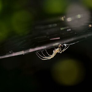 spinne