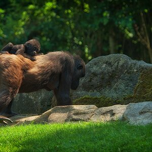 zoo DSC 3906