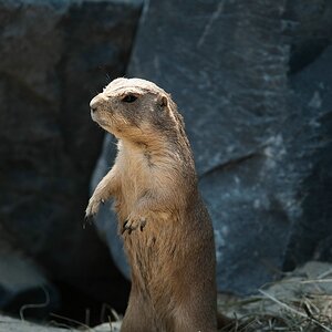 zoo DSC 3833