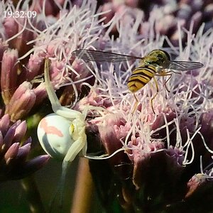 Unter der Blüte lauert der Tot
Die tödliche Spinne habe ich erst entdeckt als ich den Zugriff des Spinne im nächsten Bild sah. Die Spinne ist kleiner 