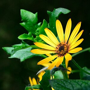 Blume