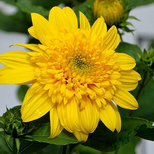 Aster