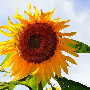 Sonnenblume