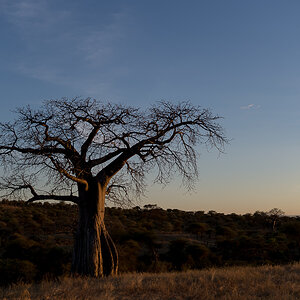 tanzania tarangire nff 001