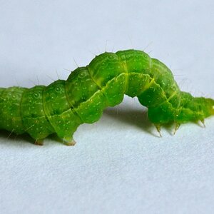 Raupe