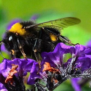 Hummel