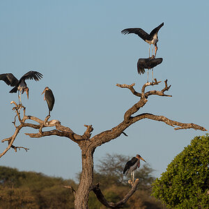 tanzania tarangire nff 010