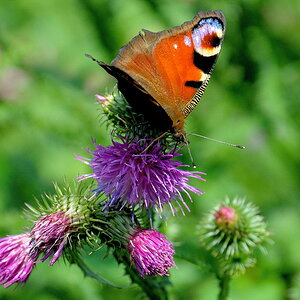 DSC 0269 bearbeitet klein