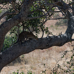 tanzania tarangire nff 013