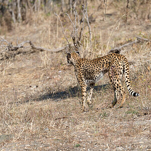tanzania tarangire nff 014