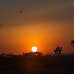 tanzania tarangire nff 017