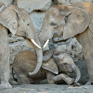 Afrikanischer Elefant