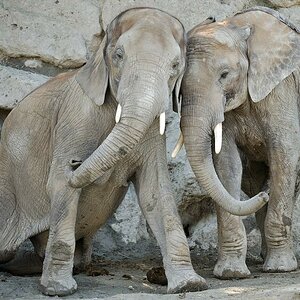 Afrikanischer Elefant