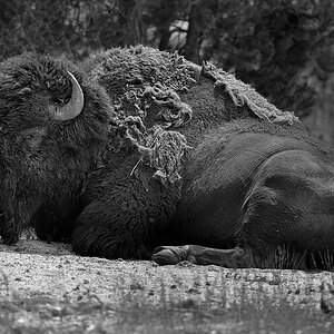 DSC 0319 sw NF-F
Bison, Lower Geyser Basin Area