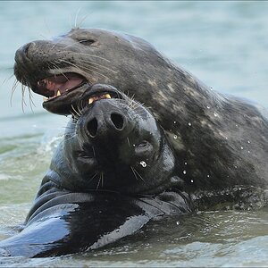 aacomp Helgoland 20120701 11751