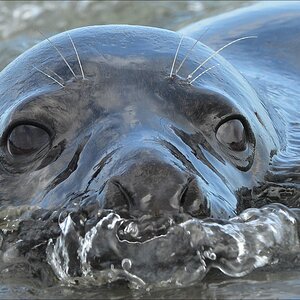 aacomp Helgoland 20120701 10799