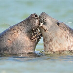 aacomp Helgoland 20120701 10463