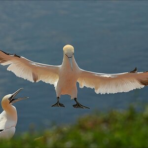aacomp Helgoland 20120630 8430
