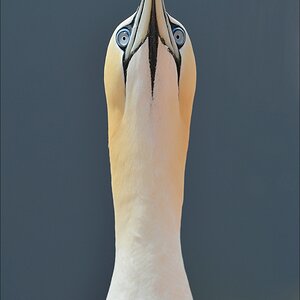 aacomp Helgoland 20120630 7531