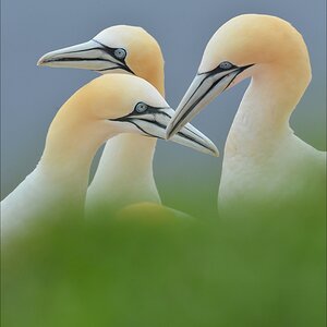 aacomp Helgoland 20120630 7404