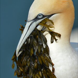 aacomp Helgoland 20120630 5539