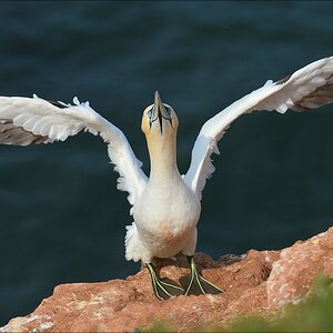 aacomp Helgoland 20120630 5233