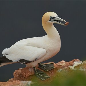 aacomp Helgoland 20120629 0796