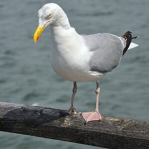 Gast