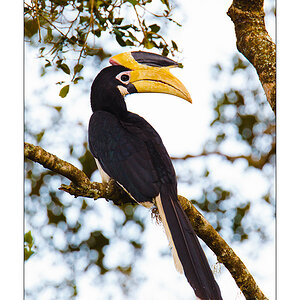Malayen-Hornvogel (Anthracoceros coronatus)