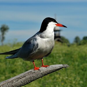 Möwe