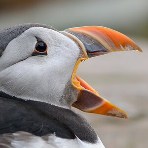 Papageitaucher (Fratercula arctica)