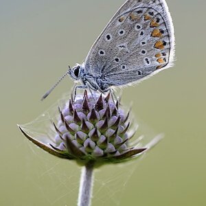 Bläuling