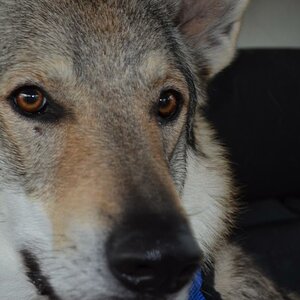 tschechoslowakischerwolfshund